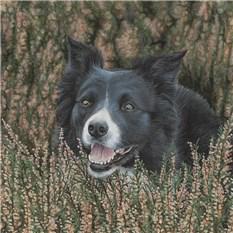 Bob the Border Collie by Vicky - Use the 'Create Similar' button to commission an artist to create your own artwork.