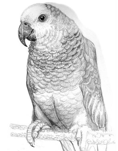 Parrot drawing by Kes - Use the 'Create Similar' button to commission an artist to create your own artwork.