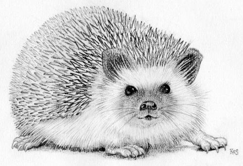 Hedgehog by Kes - Use the 'Create Similar' button to commission an artist to create your own artwork.