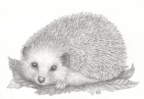 Hedgehog with autumn leaves by Kes - Use the 'Create Similar' button to commission an artist to create your own artwork.