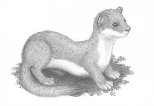 Stoat drawing by Kes - Use the 'Create Similar' button to commission an artist to create your own artwork.