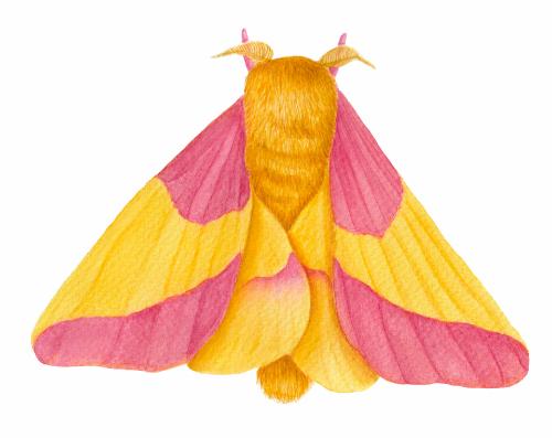 Rosy Maple Moth by KatieArt - Use the 'Create Similar' button to commission an artist to create your own artwork.